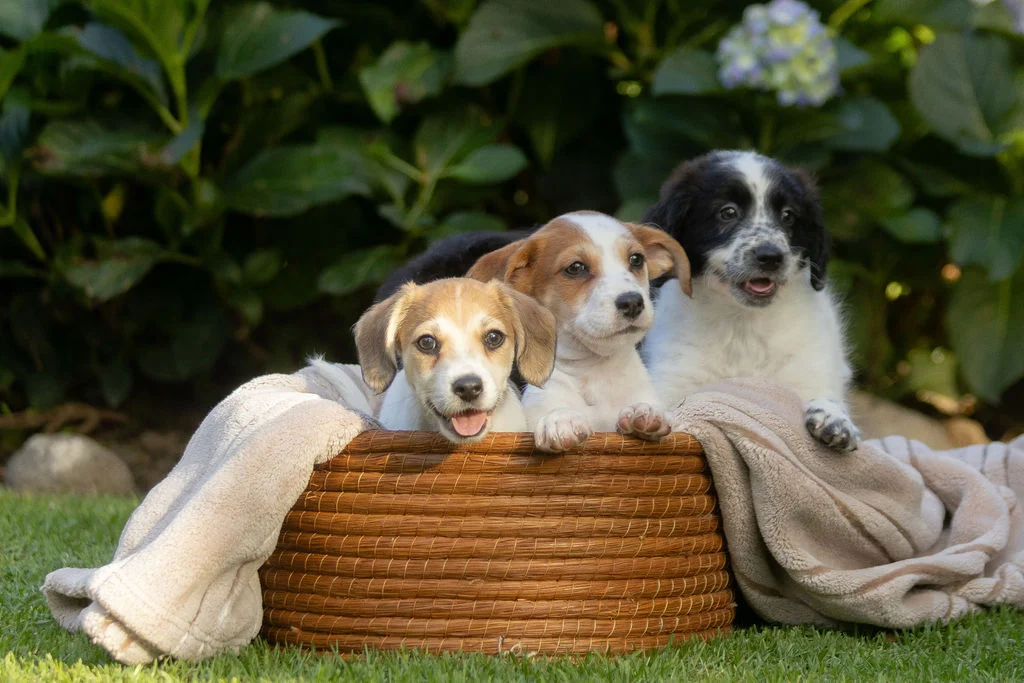 Dos perros descansando en una canasta entre plantas
