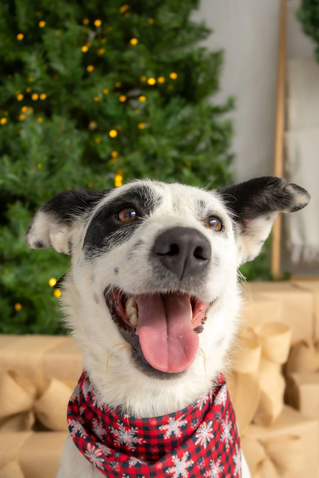 Perro con pañuelo rojo frente al árbol de Navidad